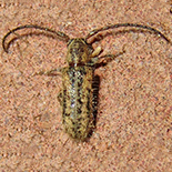 Sophronica vitticollis
